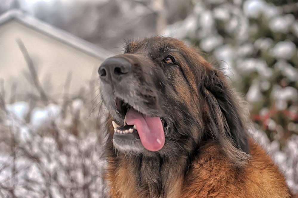 Leonberger hund